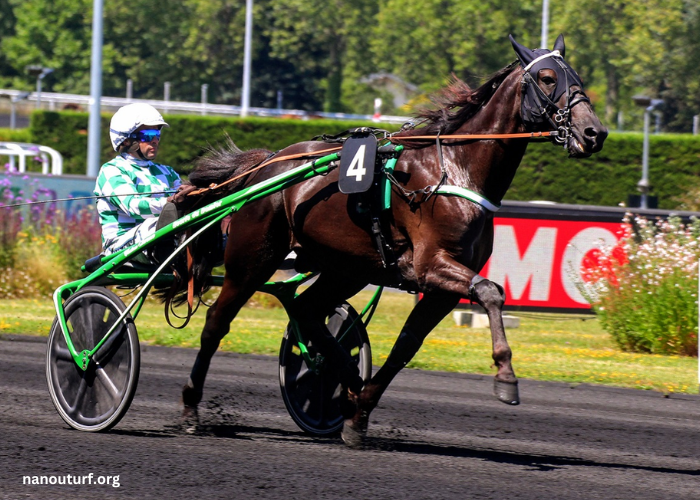 Jolie Turf Gagnant