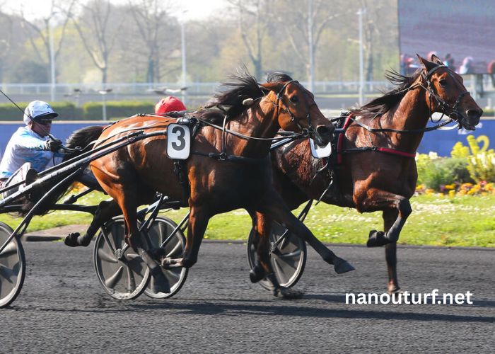 100/100 Ordre Turf 100/100 Ordre Turf