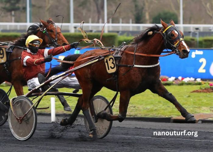 Belle Turf Prono Vip Belle Turf Prono Vip