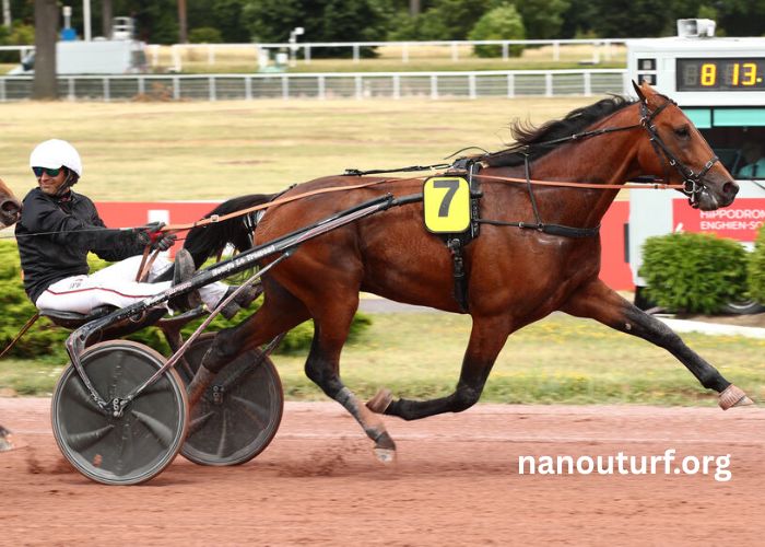 Good Hippique Turf Good Hippique Turf