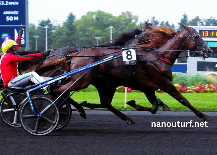 Lingodor Turf 2019 Lingodor Turf 2019