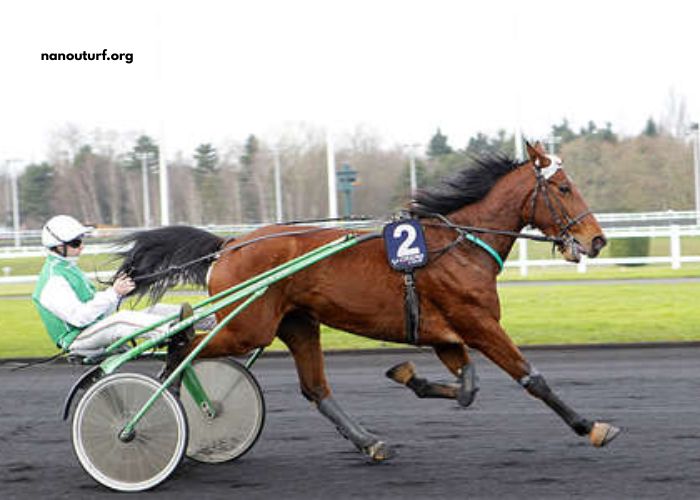 Super Gagnant Turf Super Gagnant Turf