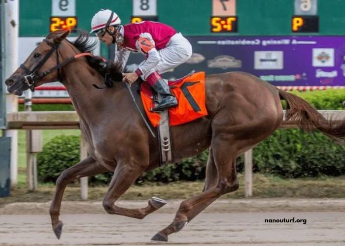 Equidia Turf Pronostic