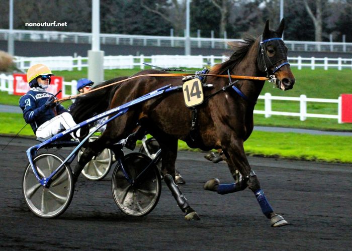 Equidia Turf Pronostic
